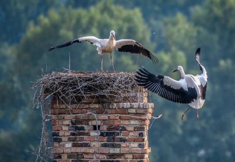 Professional Chimney Animal Removal Services in Crofton, Maryland