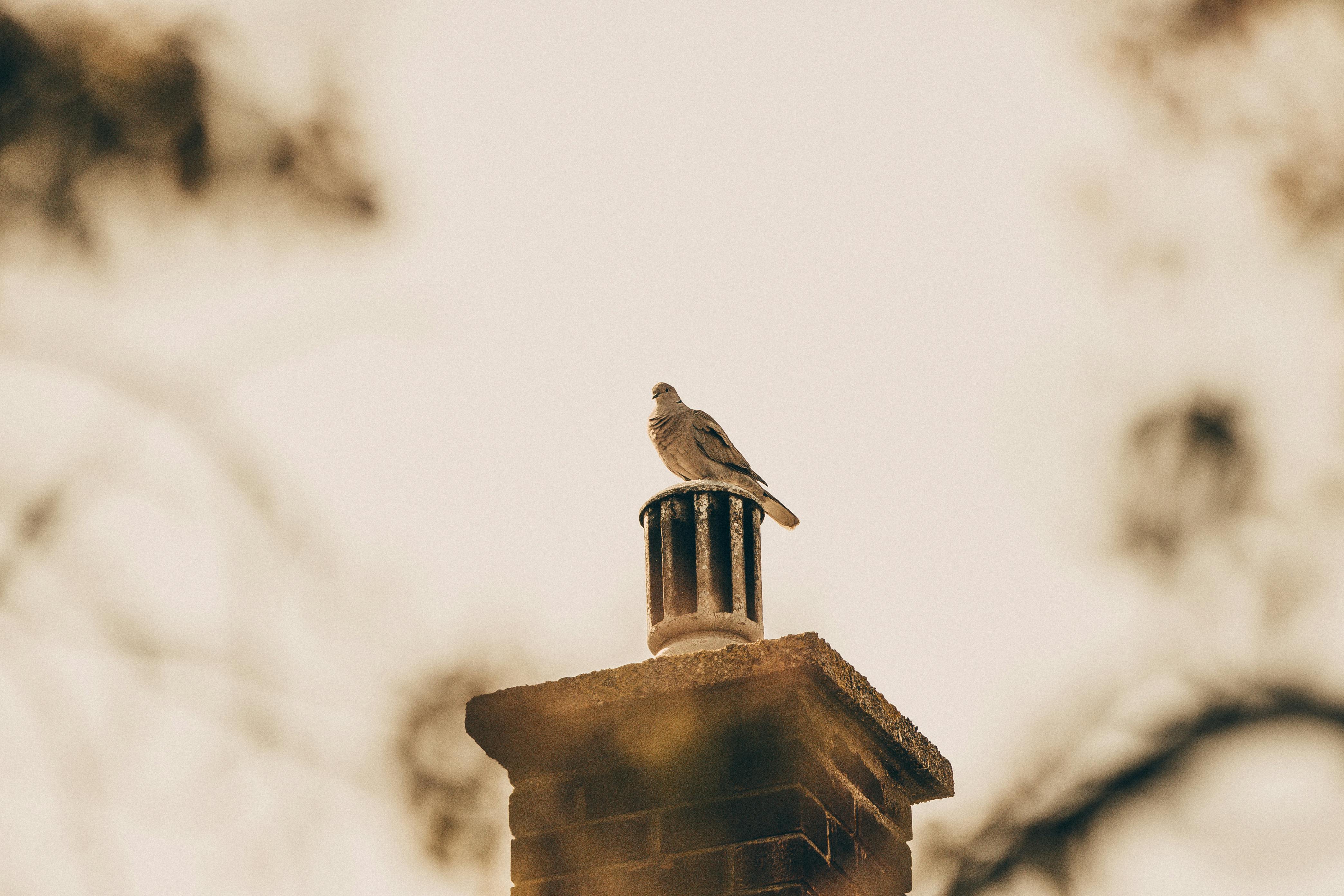 Professional Chimney Cap and Damper In Crofton Maryland
